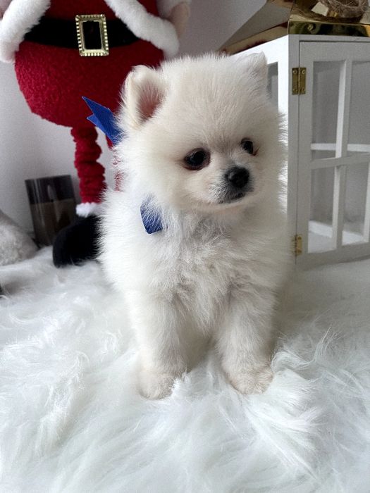 Померанські шпіци — Маленькі моделі для обіймів