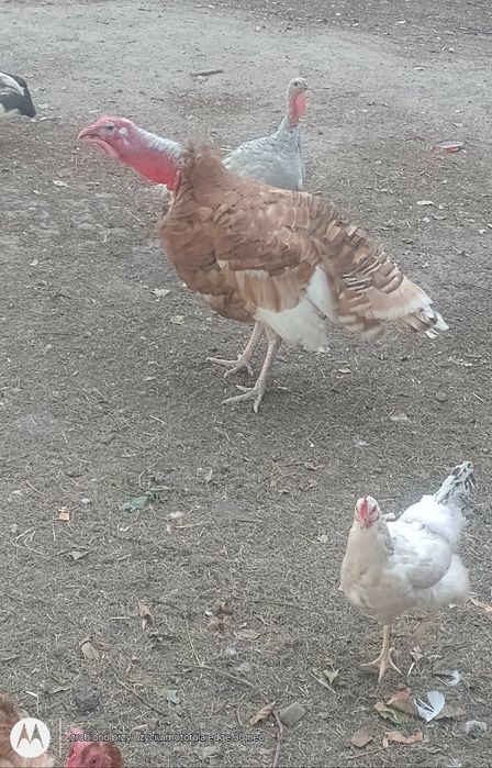 Sprzedam gęsi i indyki