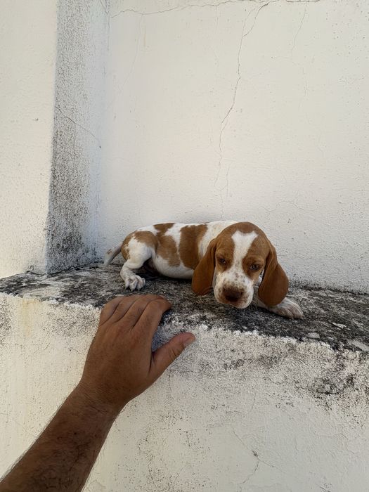 Cachorros de caça