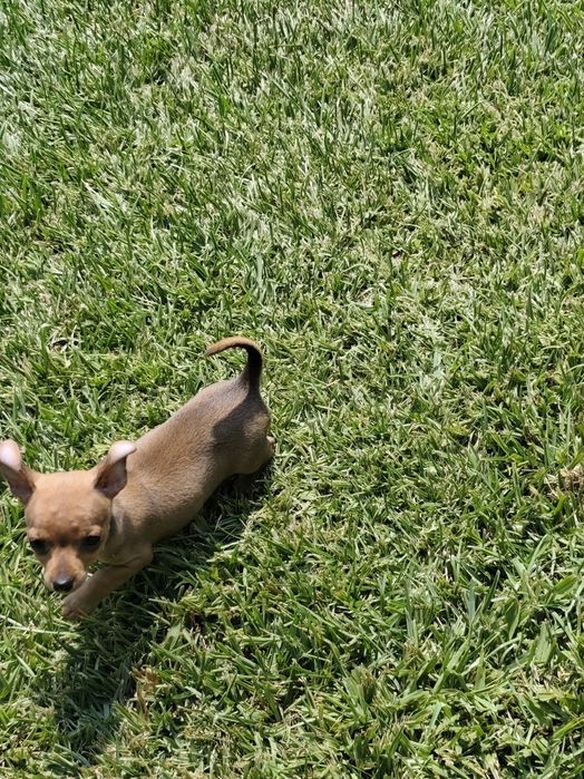 Fêmea Pinscher disponível