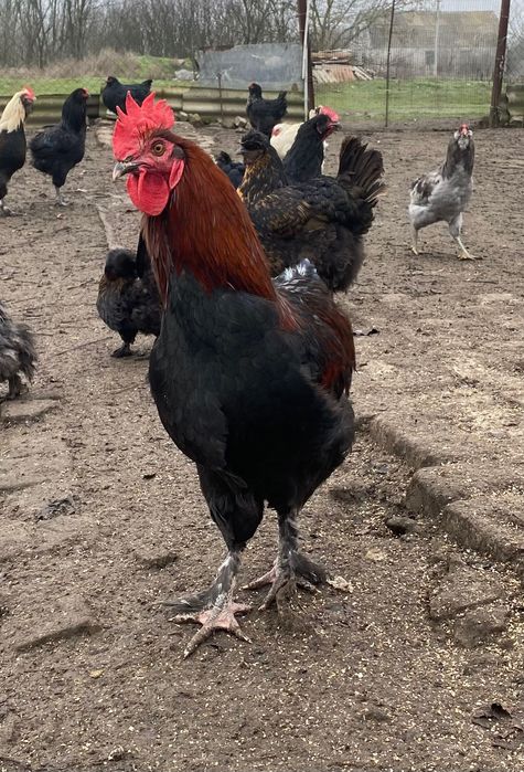 Півні породи Маран чорно-мідний, блакитно-мідний