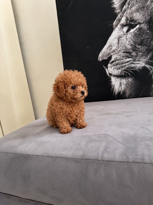 Caniche toy macho poodle toy