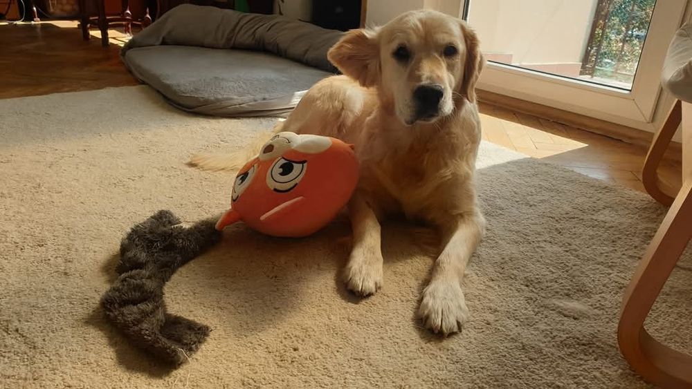 Frytka - golden retriever do adopcji