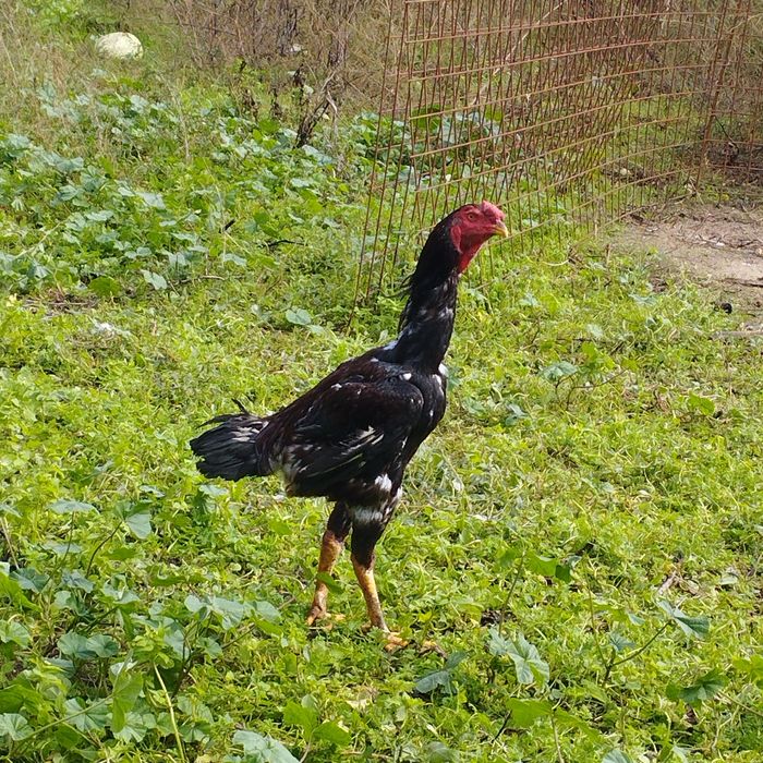 Frangos indio gigante