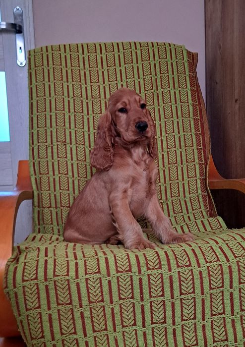 Cocker Spaniel angielski Suczka