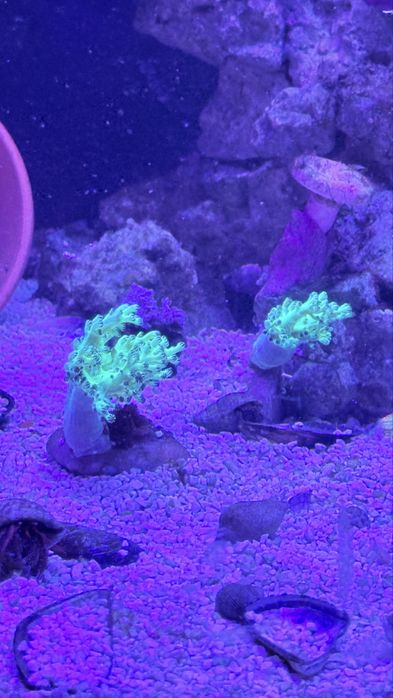 Kenya tree fluor
