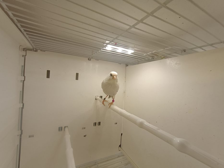 Kanarki Agat Opal Biały