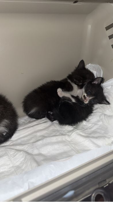 Gatinhos para adoção