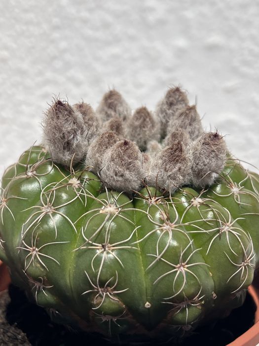 Cactos e suculentas