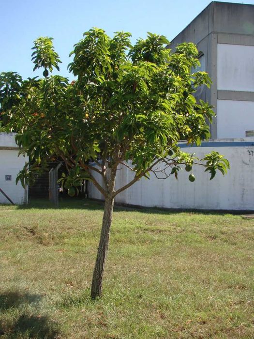 -- Abacateiro --
