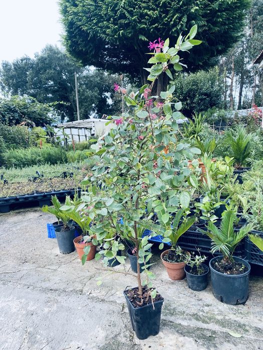 Loropetalum chinense – Arbusto Ornamental – 1m/1,20m – Vaso 2L