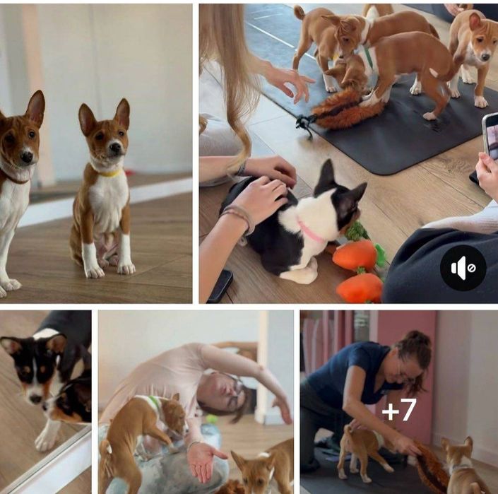 Piesek  rasy Basenji