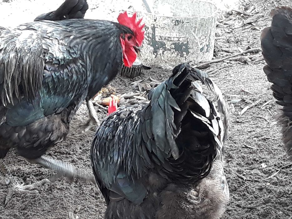 Ovos galados, jersey gigante, azul ,e negra. índio gigante,