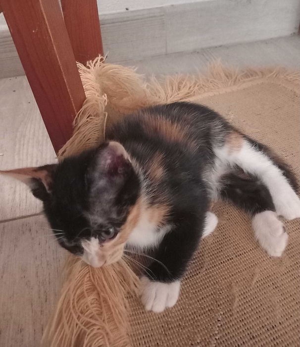 Gatinhos para adopção responsável