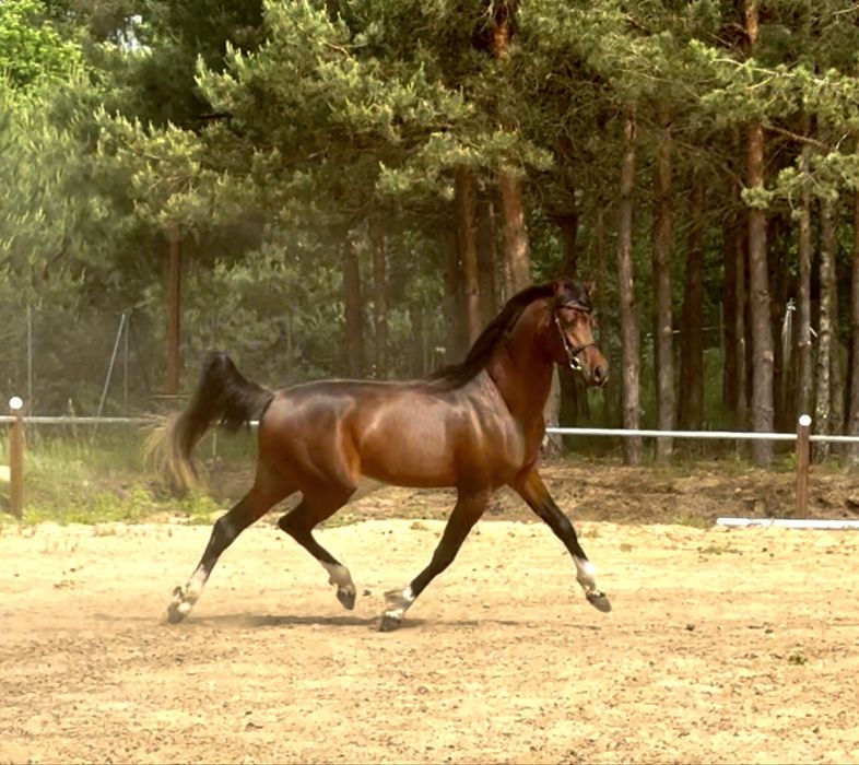 Arabski Ogier - AJ AZZAM / Kahil Al Shaqab