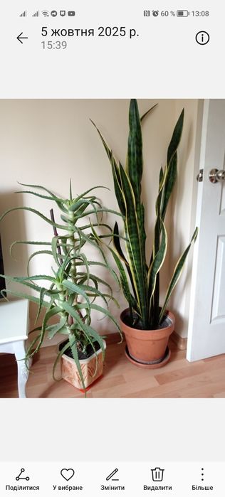 Алое  /70 см/ , аспарагус, сансивиерия