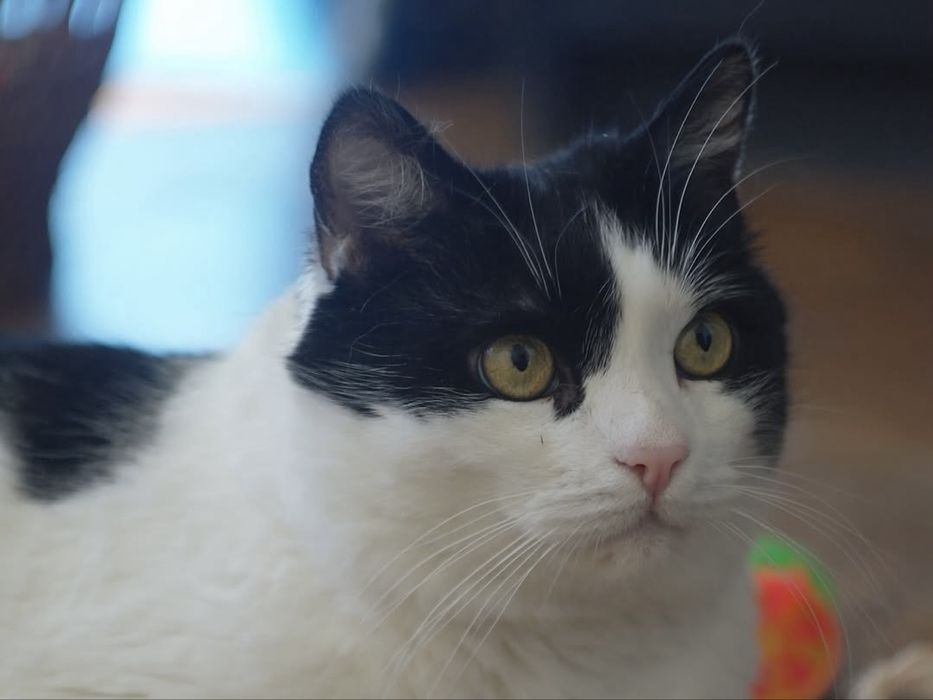Котик шукає дім. Імʼя Кузя
