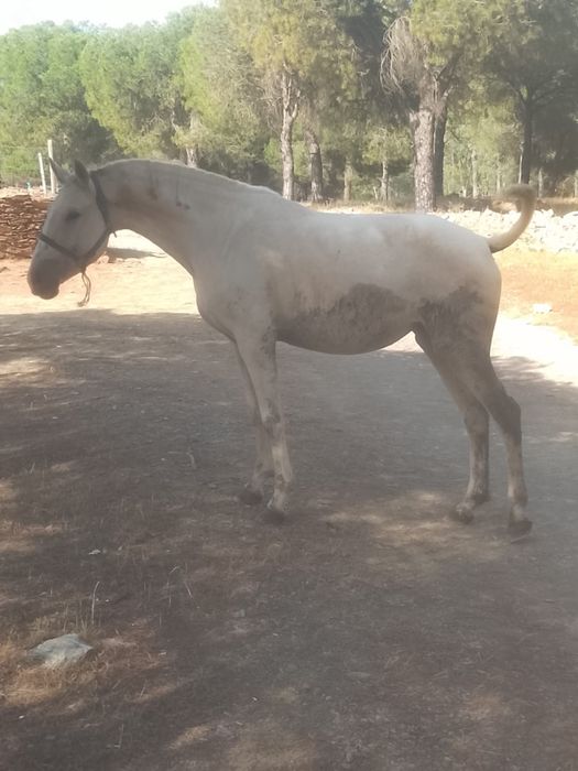 Vendo poldra Palomina