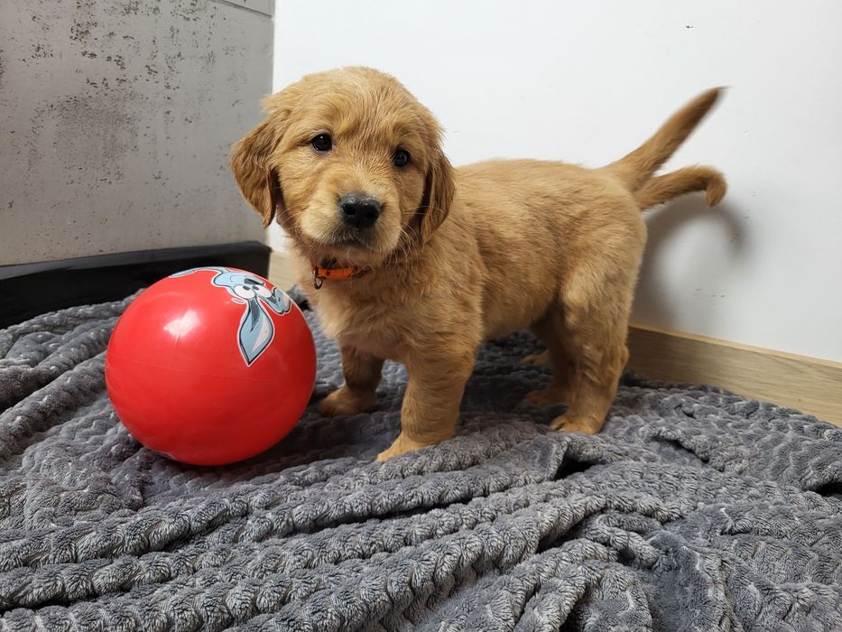 Ciemnozłota suczka Golden Retriever