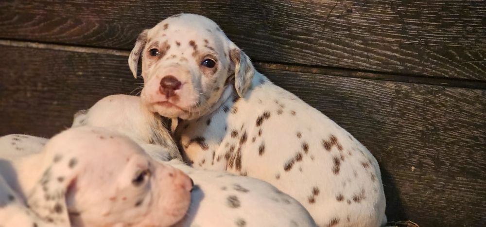 Dalmatyńczyk szczeniak