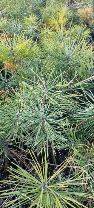 Sosna czarna pinus nigra