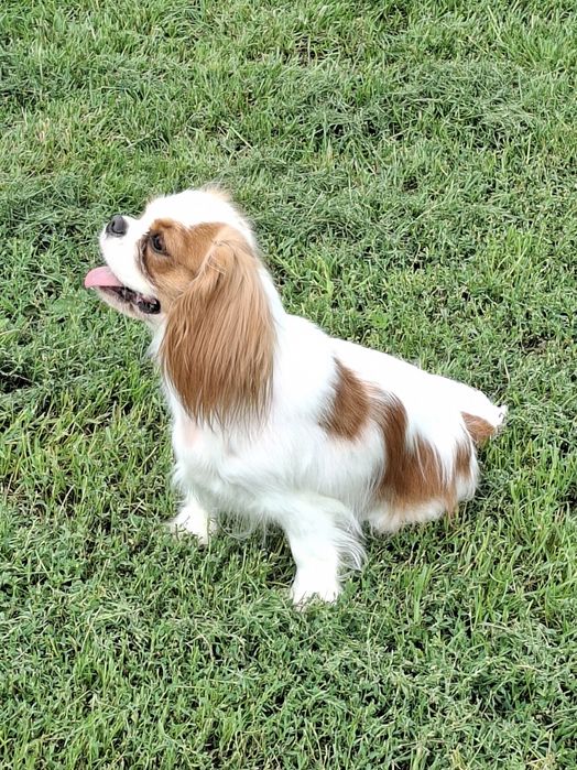 Cavalier półtora roczna suczka