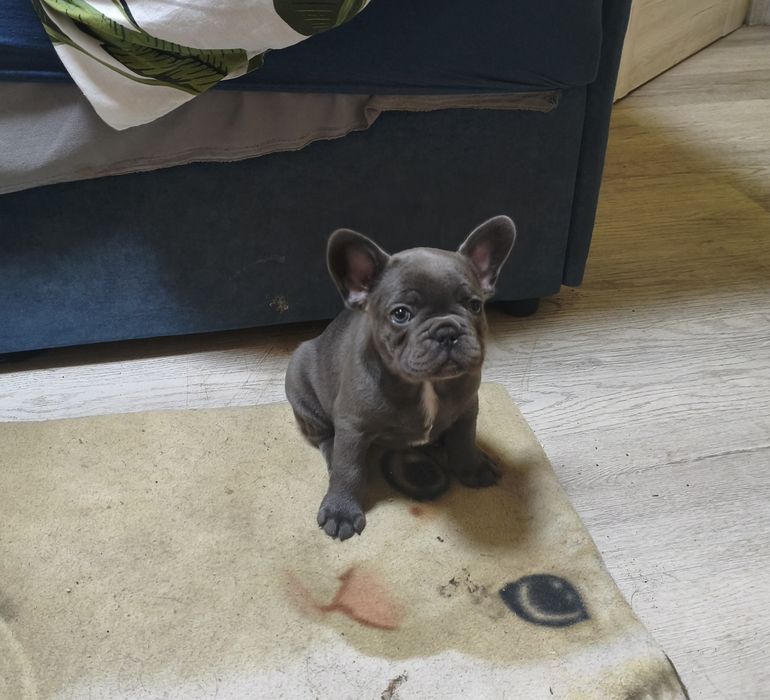 Buldog francuski