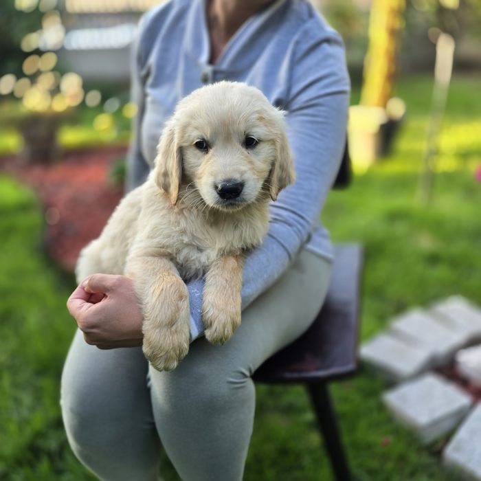 Golden retriever szczeniak