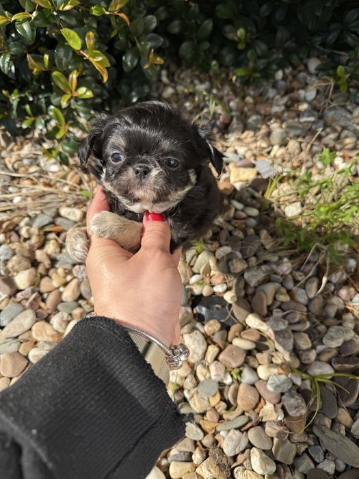 Excelente mini menino Chihuahua/Chiuaua Linhagem Russa de Qualidade