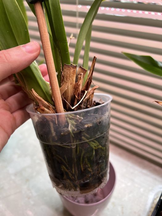 Орхідея камбрія Odontioda mix, з новим ростом