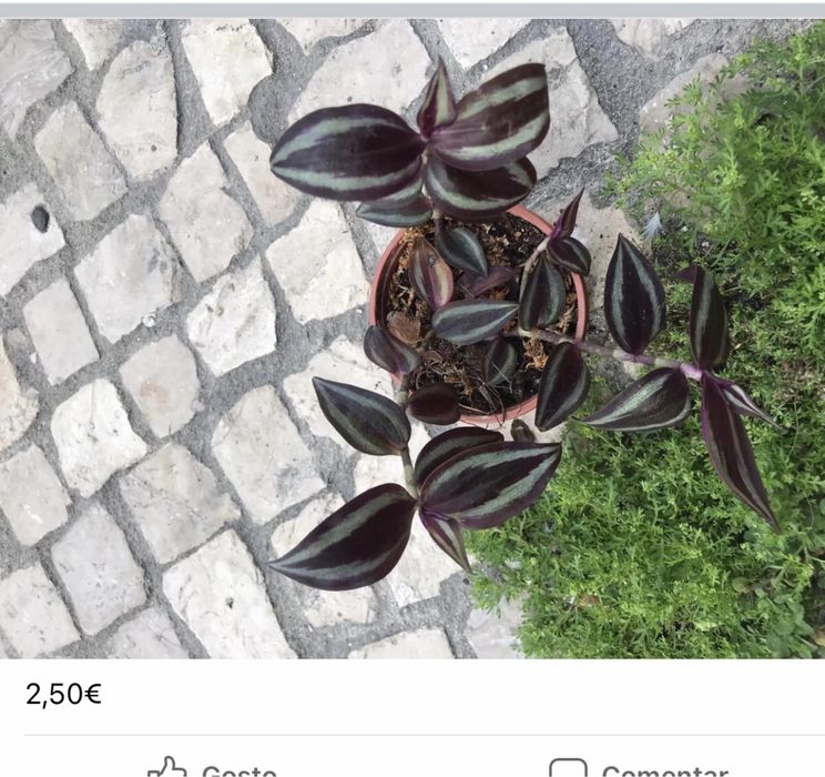 Plantinhas de interior para venda