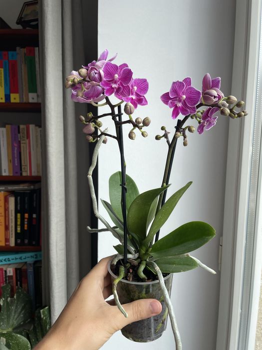 Storczyk phalaenopsis cassion unikat