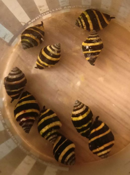 Ślimak Bumble Bee Snail. Morskie