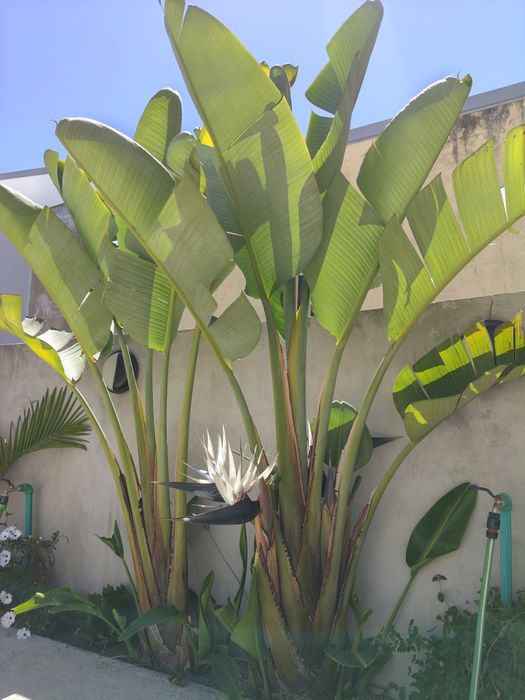 Palmeira para jardim