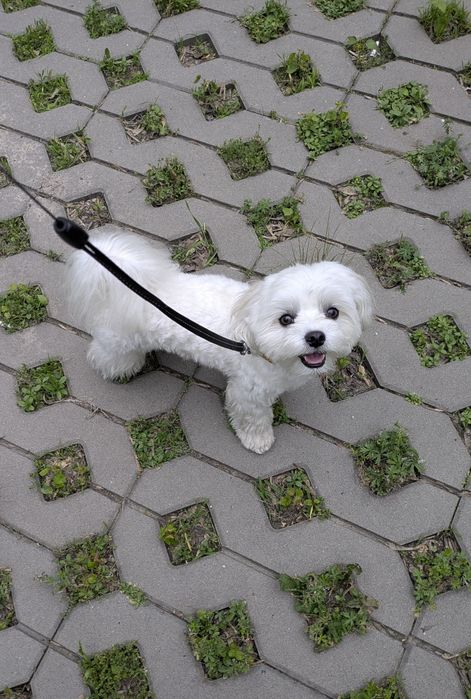 В'язка мальтійська балонка. Хлопчик