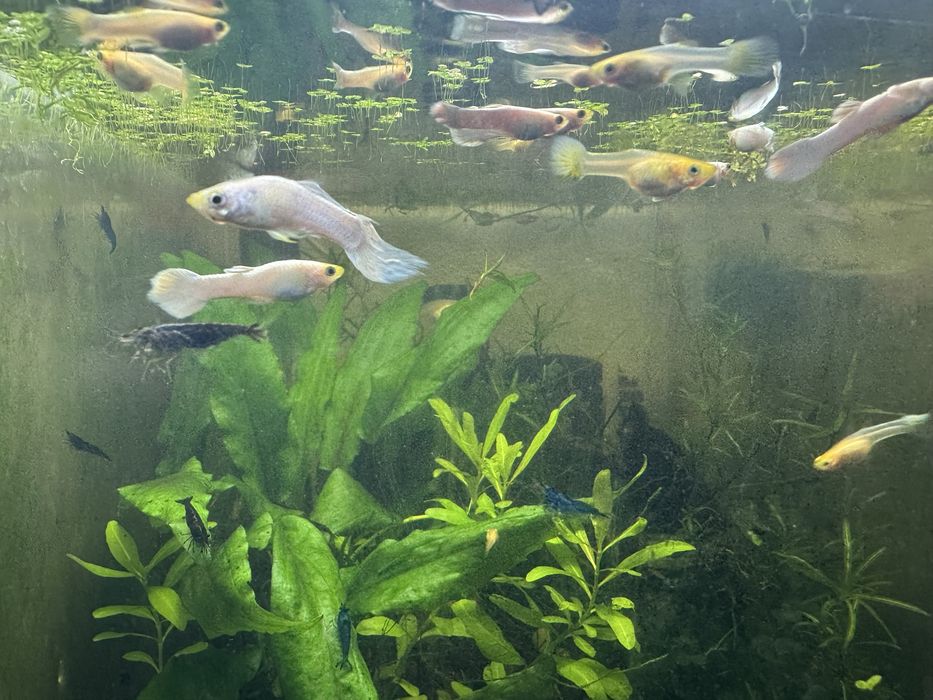 Guppies Snow White