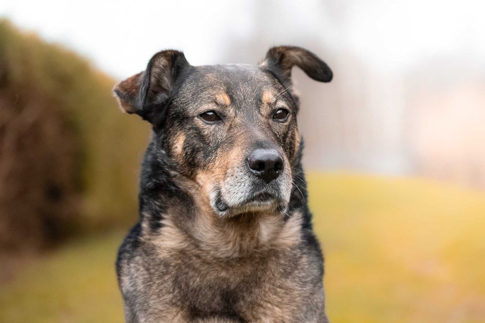 Wspaniały pieszczoch Amor - pies gotowy do adopcji