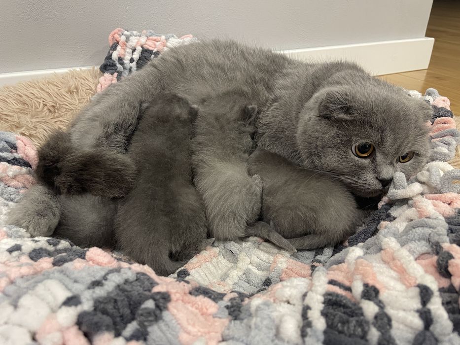 Кошенята Британські