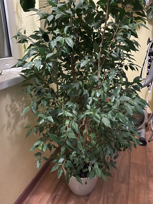 Продам фикус бенджамина