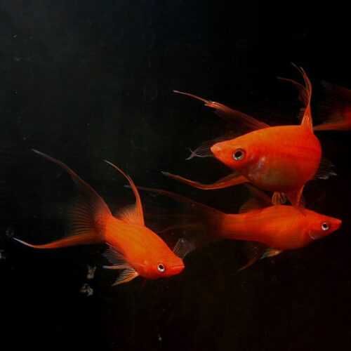 GB Mieczyk Czerwony Weloniasty (samce) - dowóz ryb!