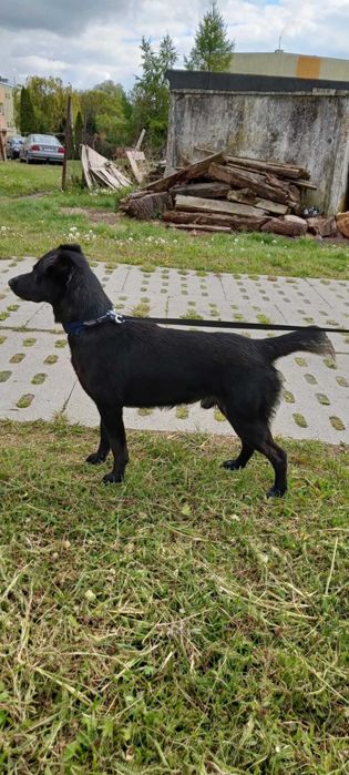 Czarny szuka domku