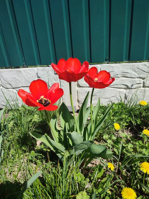 Тюльпан ранній червоний, ціна за 25 штук