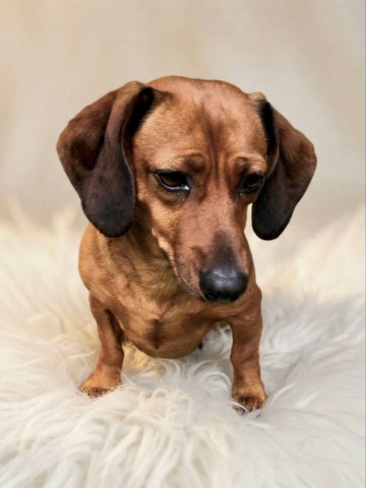 Цуценята такси. Таксята. Щенки таксы.