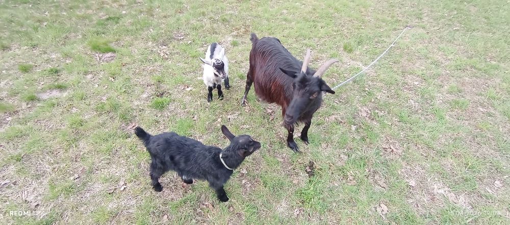 Продам 3 козки 1 козлик