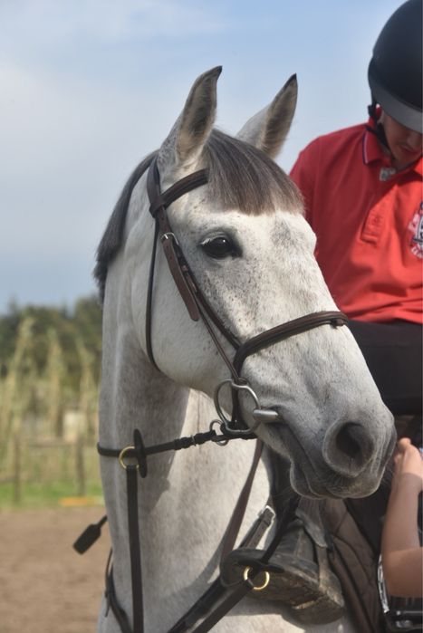 Égua Cruzada Lusitano