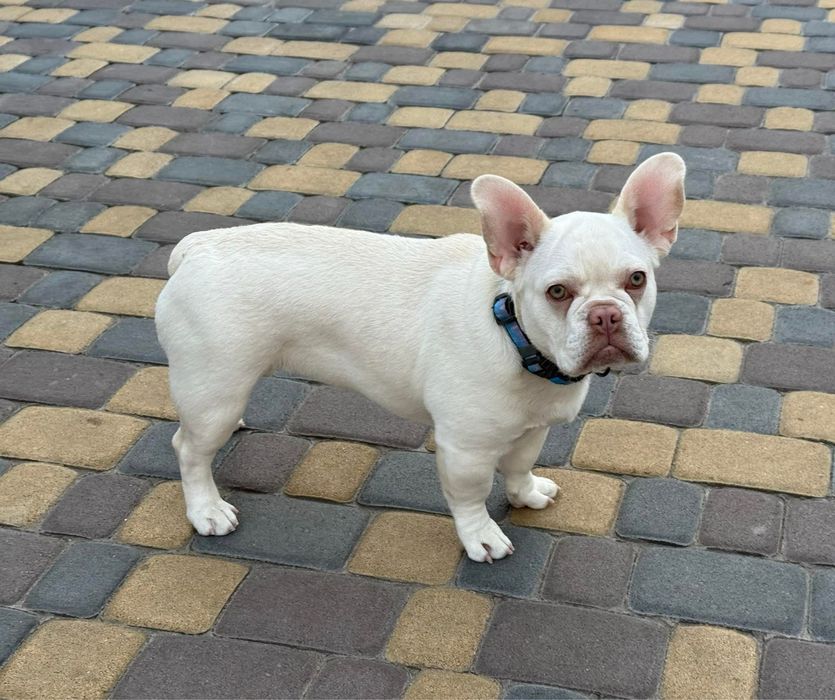 Стерилізована дівчинка французького бульдога окрас платіна 1,5 роки
