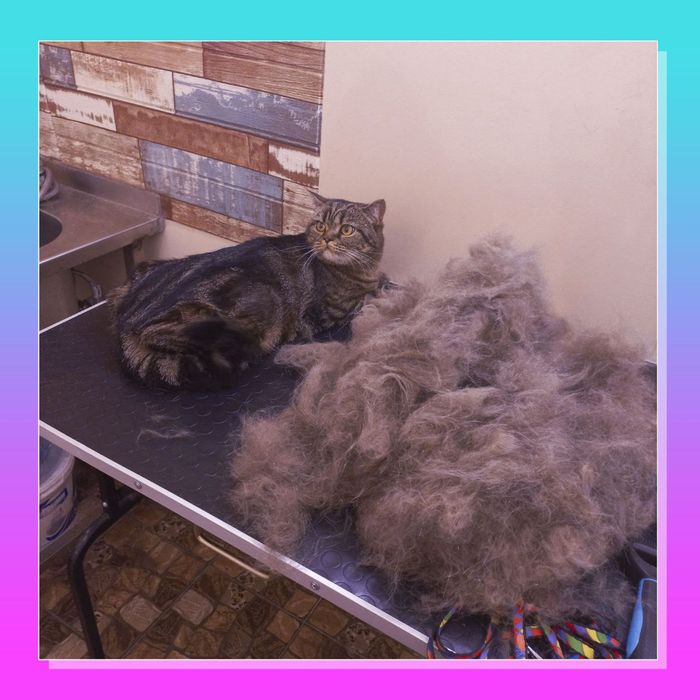 Услуги груминга, стрижка собак и котов (Клочко-6)