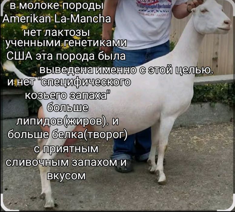 Продам козочку Нубійко-ламанча