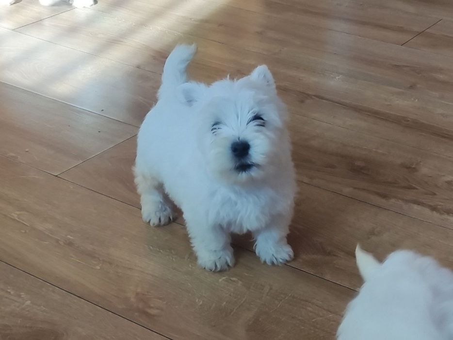 West highland terrier