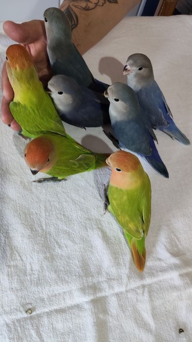Agapornis super meigos e domesticados